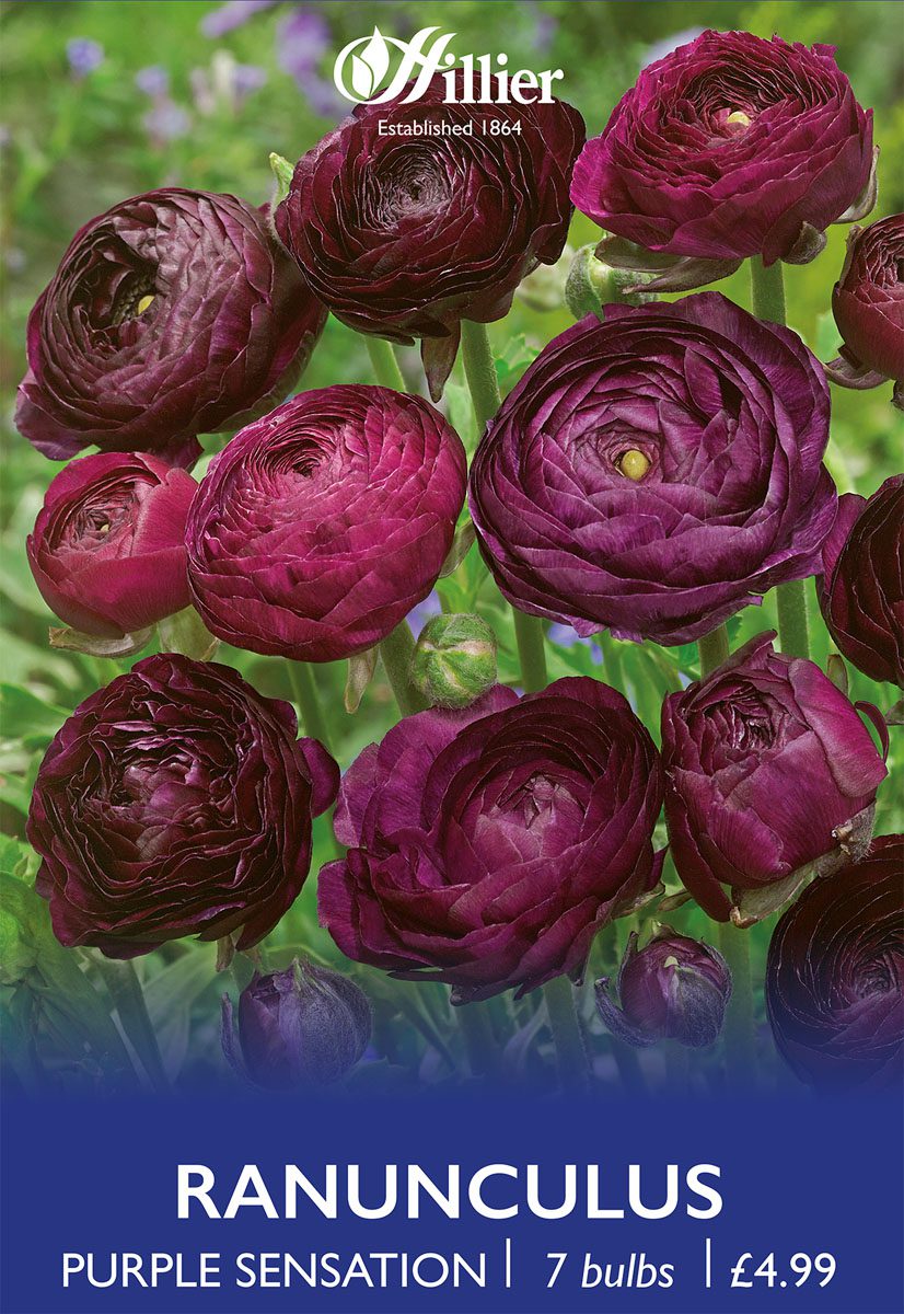8718641998960 1 Ranunculus Purple Sensation.jpg